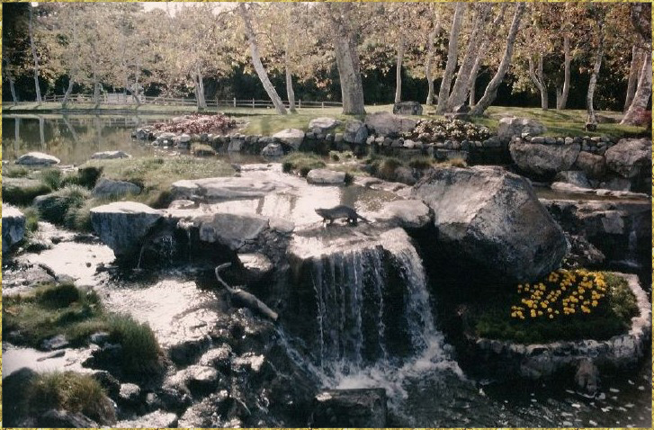 Otters at Neverland Ranch